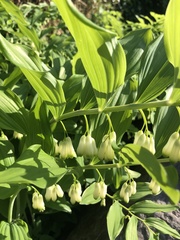 Polygonatum odoratum