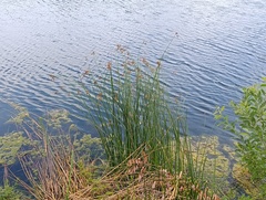 Schoenoplectus lacustris