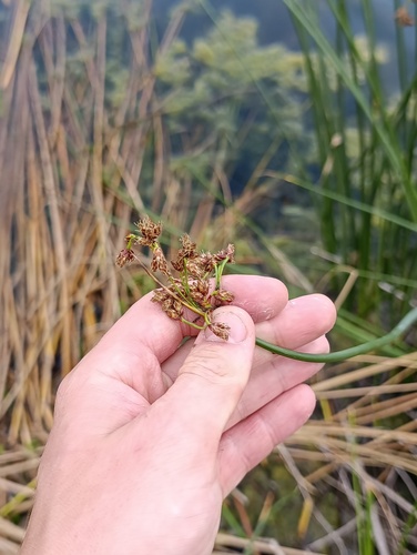 Schoenoplectus lacustris, photograph 1