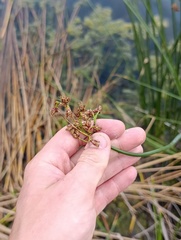 Schoenoplectus lacustris, photograph (c) Мирослав Соболев, some rights reserved (CC BY)