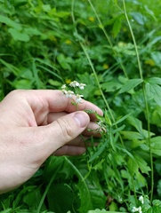 Achillea salicifolia, photograph (c) Мирослав Соболев, some rights reserved (CC BY)
