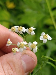 Achillea salicifolia, photograph (c) Мирослав Соболев, some rights reserved (CC BY)