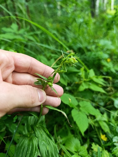 Epipactis helleborine, photograph 5