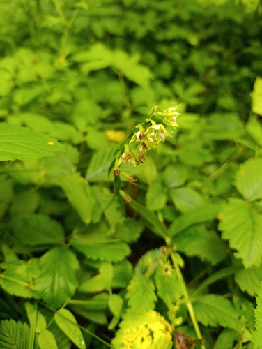 Epipactis helleborine