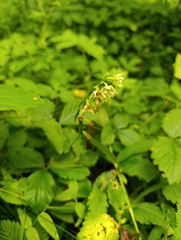 Epipactis helleborine