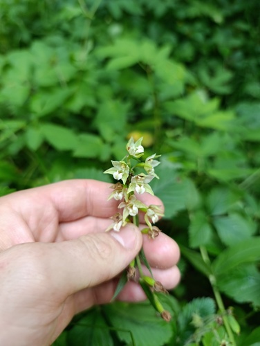 Epipactis helleborine, photograph 2