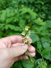 Epipactis helleborine, photograph (c) Мирослав Соболев, some rights reserved (CC BY)
