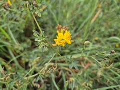 Medicago falcata