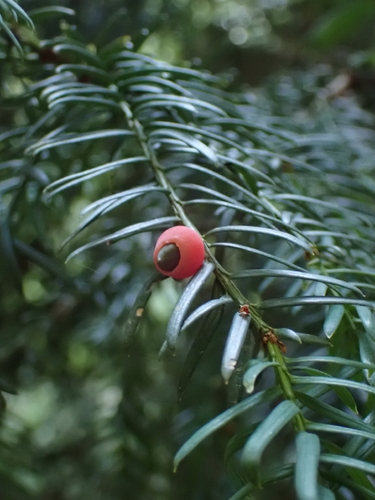 common yew