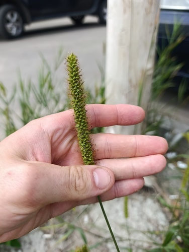 Setaria pumila, photograph 4
