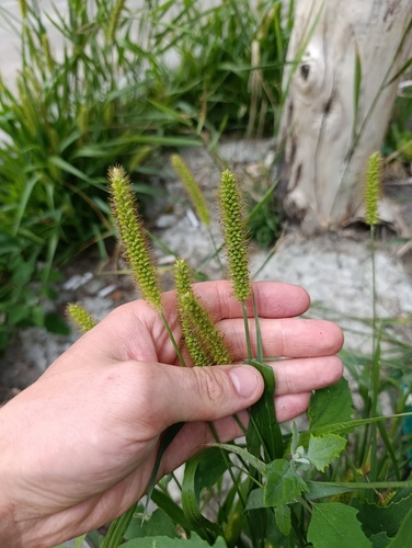Setaria pumila, photograph 5