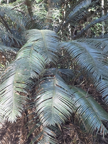 Lepidozamia peroffskyana, 2026-09-25