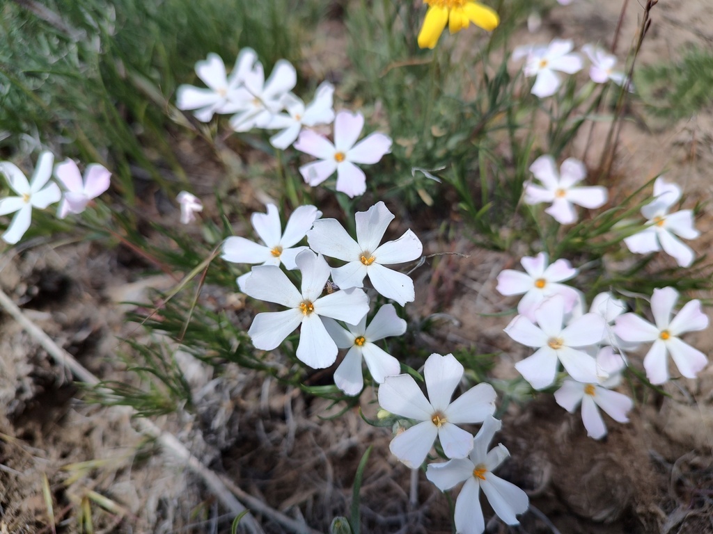 Phlox longifolia; photograph author not stated, no rights reserved