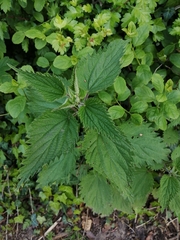 Urtica dioica dioica