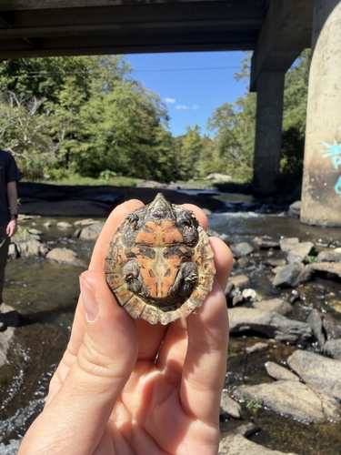Stripe-necked Musk Turtle