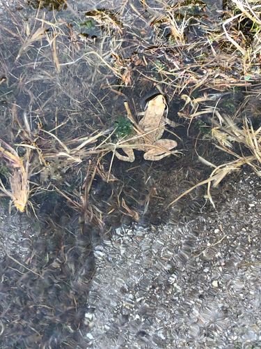 Iberian Frog