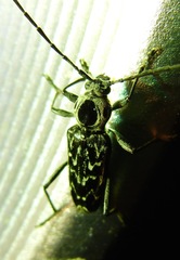 Sarosesthes fulminans