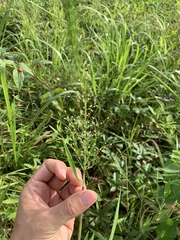 Dichanthelium scoparium