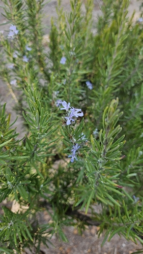 Rosemary