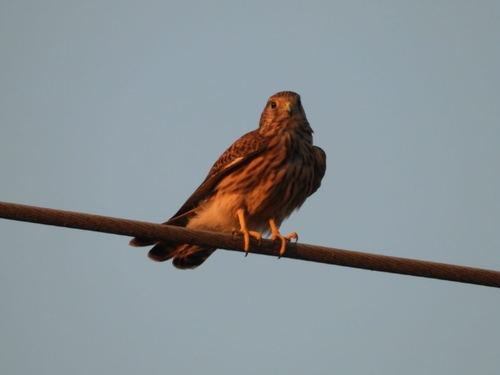 Eurasian Kestrel