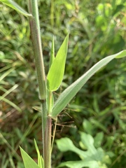 Dichanthelium scoparium