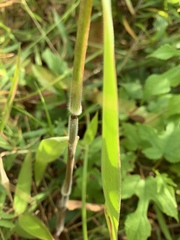 Dichanthelium scoparium