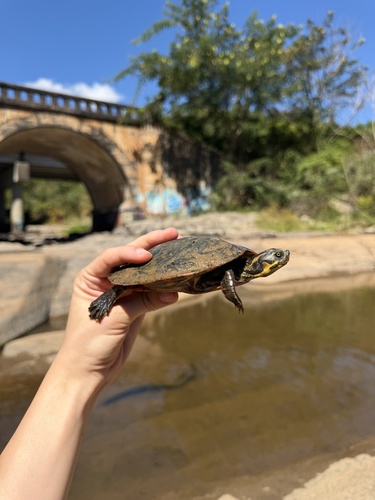 River Cooter