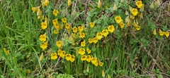 Tropaeolum brachyceras