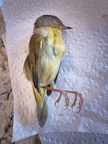 Common Yellowthroat