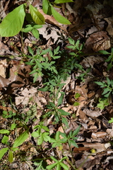 Zizia trifoliata