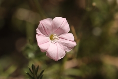 Convolvulus cantabrica