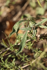 Convolvulus cantabrica, photograph (c) Noé Fleury Frouart, some rights reserved (CC BY)