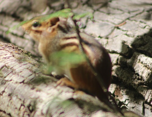Eastern Chipmunk