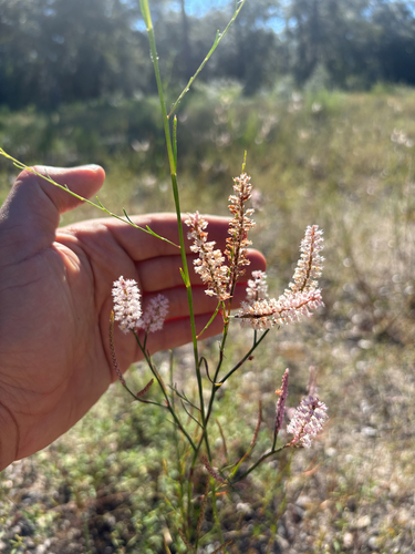 Sandhill wireweed