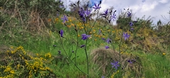 Pasithea caerulea