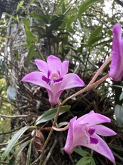 Dendrobium kingianum