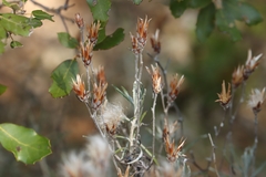 Staehelina dubia