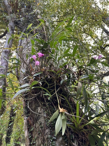 Dendrobium kingianum, photograph 2