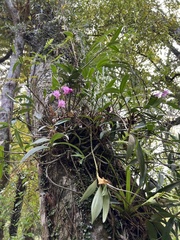 (c) Hannah Rogers, some rights reserved (CC BY) Dendrobium kingianum, photograph (c) Hannah Rogers, some rights reserved (CC BY)