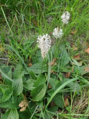 Plantago media