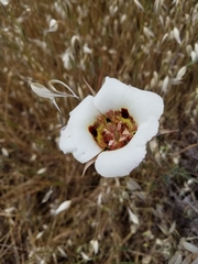 Calochortus vestae