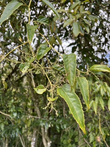 Rubus cissoides, photograph 3