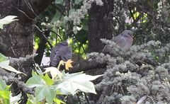 Columba oenas