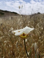Calochortus vestae