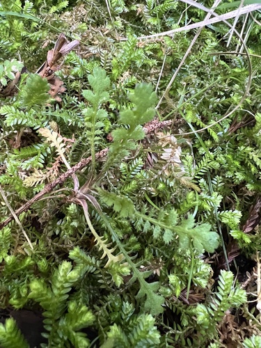 Leptinella squalida