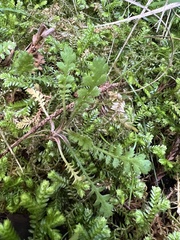 Leptinella squalida