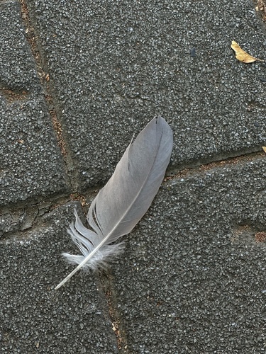 Plume de Bihoreau gris