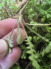 Leptinella squalida, photograph (c) Hannah Rogers, some rights reserved (CC BY)