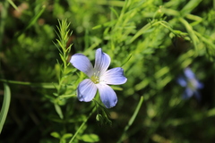 Linum alpinum