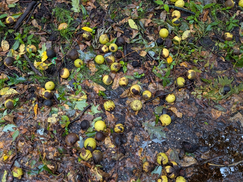 Juglans nigra; photograph author not stated, no rights reserved